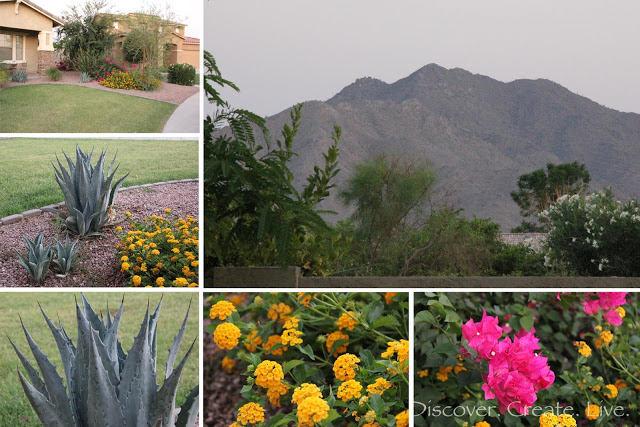 taking in the dessert landscaping